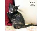 Alice-8980 Domestic Mediumhair Kitten Female