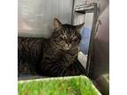 Chester Domestic Shorthair Adult Male