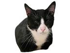Swag Domestic Shorthair Adult Male