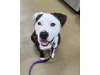 Jersey American Pit Bull Terrier Adult Male