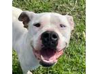 Adopt Dually a Pit Bull Terrier