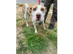 Adopt Paramore a Pit Bull Terrier, Mixed Breed