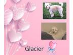 Glacier Poodle (Miniature) Adult Male