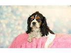 Sofia Cavalier King Charles Spaniel Adult Female