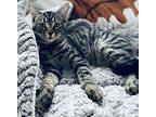 Theodore American Shorthair Kitten Male