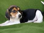 Hawk Treeing Walker Coonhound Puppy Male