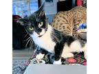 Catfish Domestic Shorthair Young Female