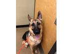 Millie German Shepherd Dog Young Female