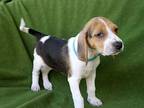 Raven Treeing Walker Coonhound Puppy Female