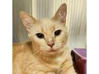 Nugget Domestic Shorthair Adult Male