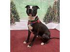Sid American Pit Bull Terrier Adult Male