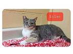 Lilac Domestic Shorthair Adult Female