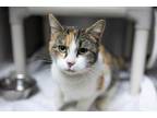 71593A Miss Marbles-Pounce Cat Cafe Domestic Shorthair Adult Female