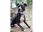 Adopt Country Road a American Staffordshire Terrier, Mixed Breed