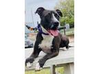 Adopt Country Road a American Staffordshire Terrier, Mixed Breed