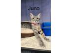 Adopt Juno a Domestic Short Hair