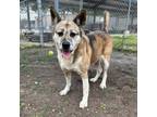 Adopt Shakita a Akita