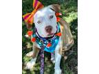 Adopt OLIVE a American Staffordshire Terrier