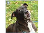 Adopt BETTY a Staffordshire Bull Terrier