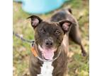 Adopt BETTY a Staffordshire Bull Terrier