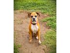 Adopt Baby Girl III a Boxer