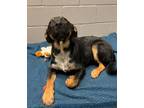 Adopt Harper a Rottweiler