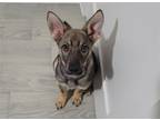 Adopt ALEXA a German Shepherd Dog, Mixed Breed