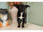 Adopt Billie a Retriever, Australian Cattle Dog / Blue Heeler