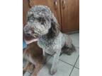 Adopt DAISY a Golden Retriever, Poodle