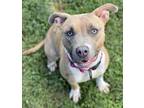 Adopt COCO a Staffordshire Bull Terrier, Mixed Breed