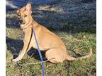 Adopt SPHYNX a German Shepherd Dog, Mixed Breed