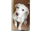 Adopt NOVA a Labrador Retriever, Mixed Breed