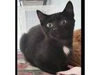 Lotus Cat-Pending Adoption Domestic Shorthair Kitten Male