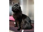 Adopt Luna a Domestic Medium Hair