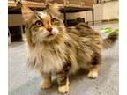 Adopt Zsa Zsa a Calico, Domestic Long Hair