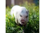 Adopt Brooke a Pig