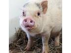 Adopt Brooke a Pig