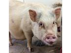 Adopt Delilah a Pig