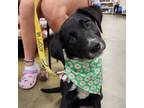 Adopt St. Patrick's Day Pup: Emerald a Labrador Retriever