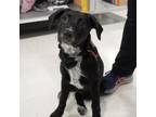 Adopt St. Patrick's Day Pup: Ireland a Labrador Retriever