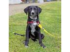 Adopt St. Patrick's Day Pup: Paddy a Labrador Retriever, Australian Cattle Dog /