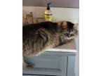 Adopt Misha maine coon barn cat a Maine Coon