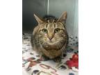 Adopt Addie a Domestic Short Hair