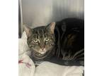 Adopt Jazzy a Domestic Short Hair