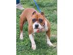 Adopt Minerva a Pit Bull Terrier