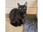 Adopt Ophelia a Domestic Short Hair