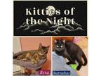 Adopt Kitties of the Night a Domestic Short Hair