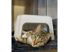 Adopt Snickers a Domestic Short Hair