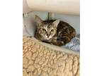 Adopt Darby a Domestic Short Hair, Torbie