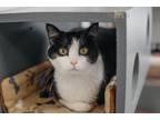 Adopt Henrietta a Domestic Short Hair, Tuxedo